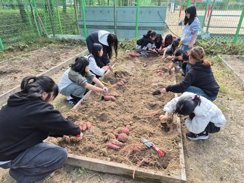 5학년 고구마캐기